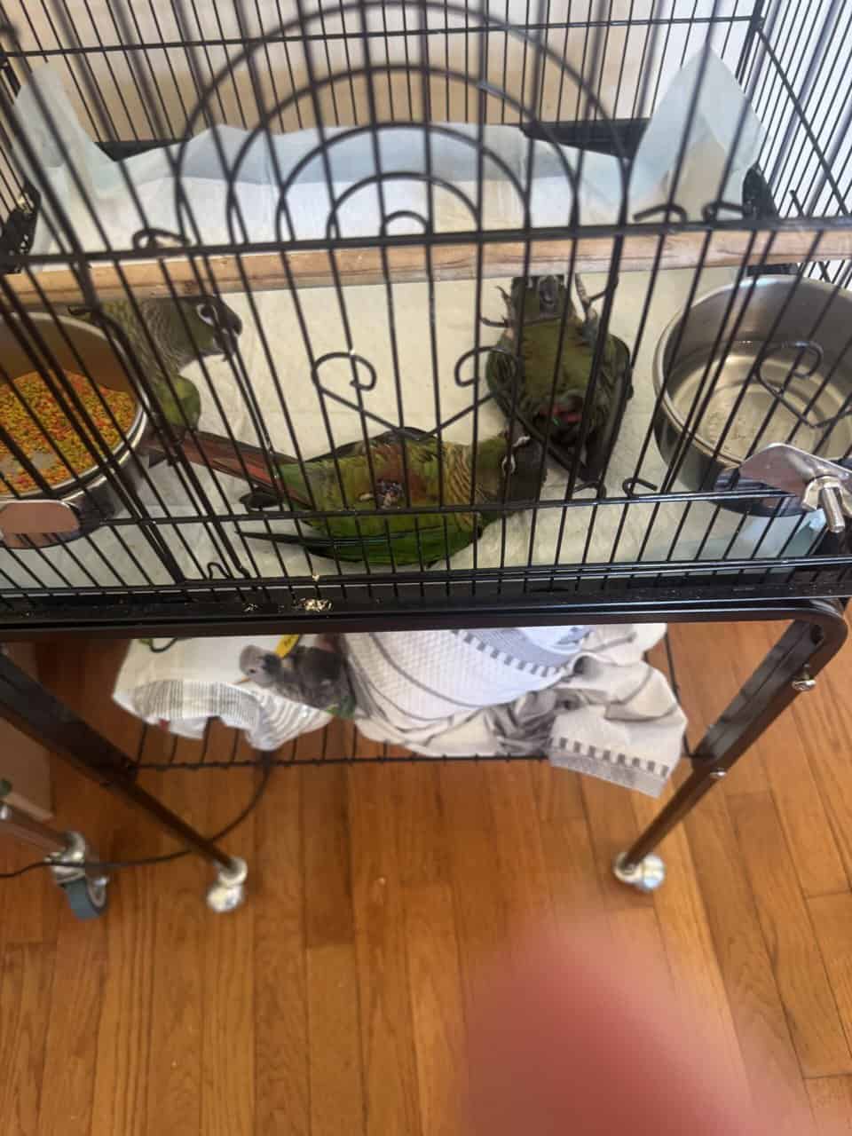 8 week old conures image 2