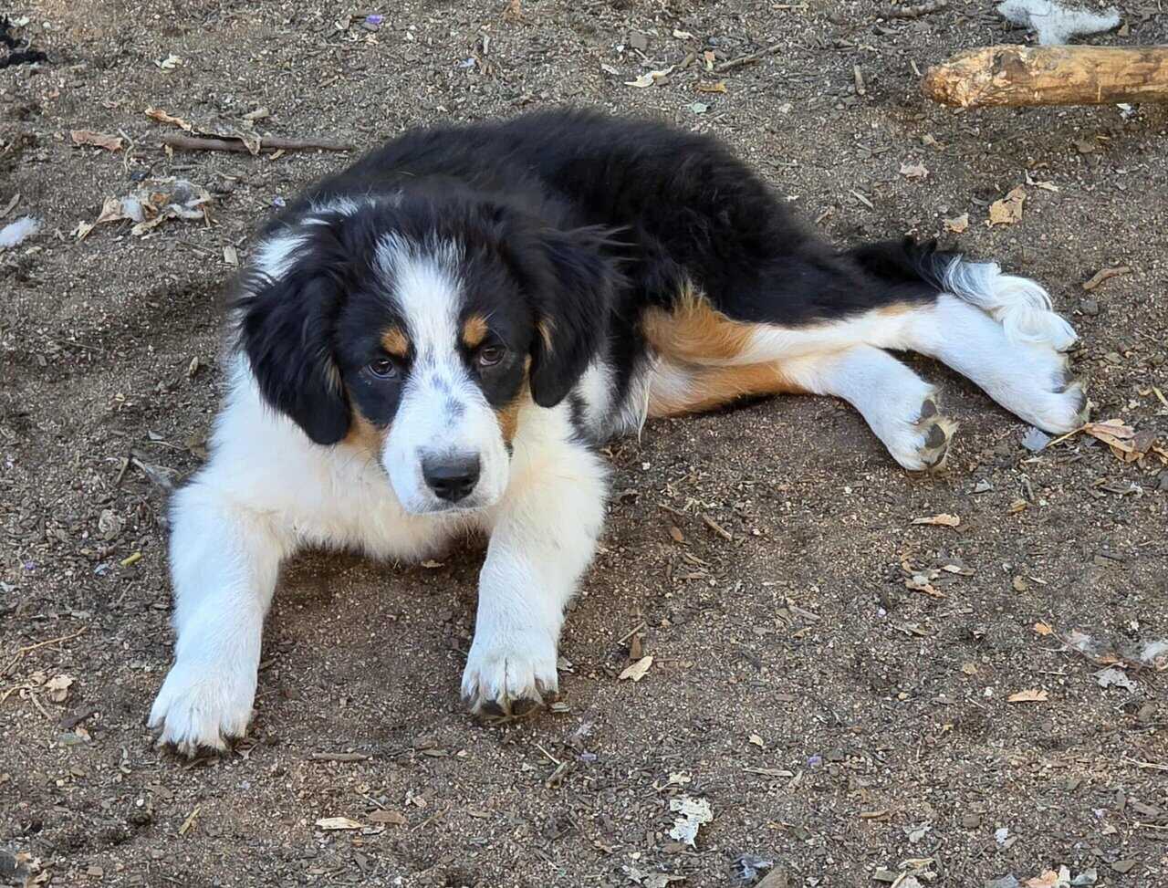 Mini Aussie Boys image 1