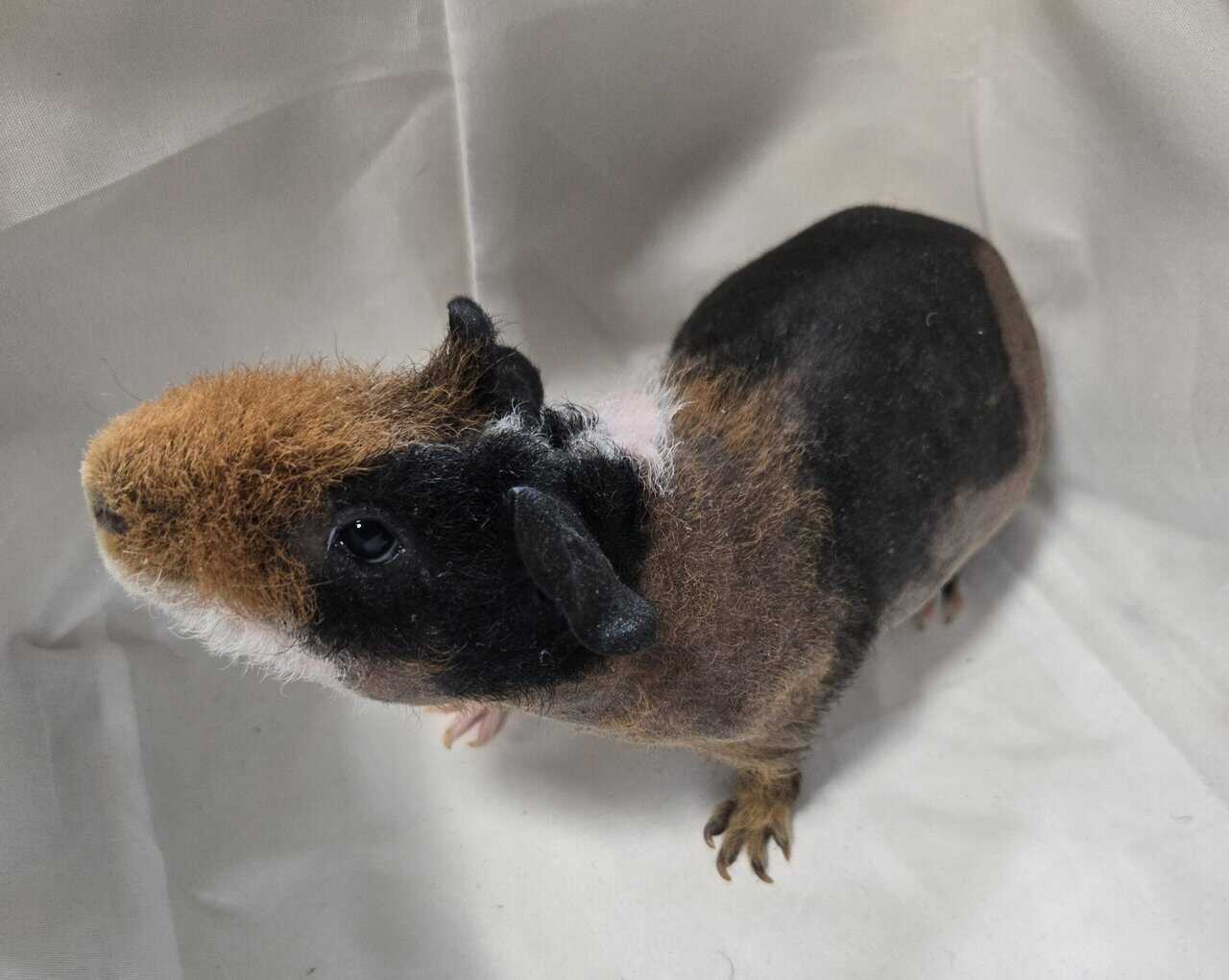 Skinny Pigs image 11
