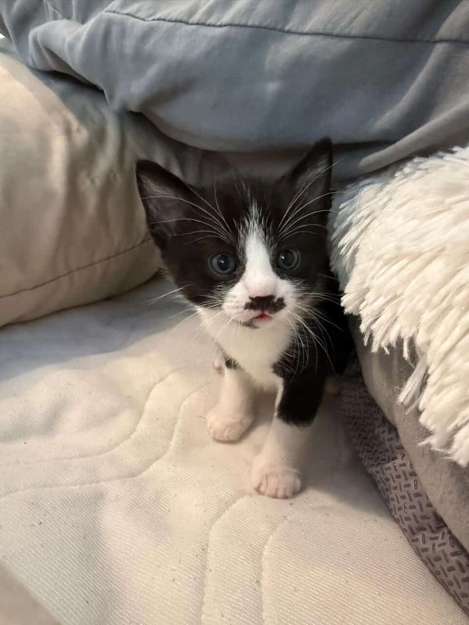 Kittens FOR FREE image 5