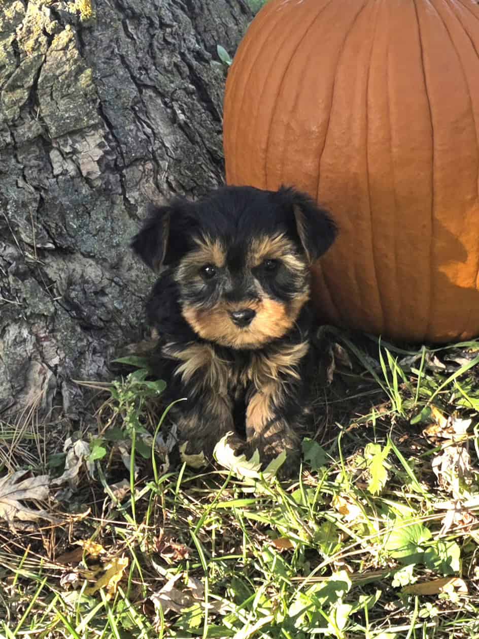 Yorkshire Terrier puppies for sale in Michigan image 1