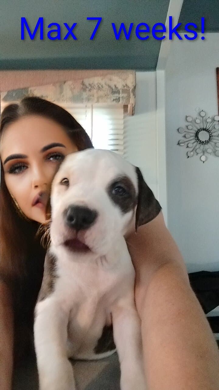 Bullypit puppies for rehoming image 4