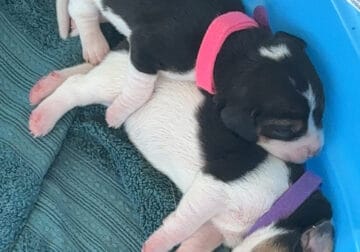 Pure Bred Beagle Puppies