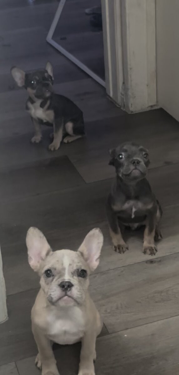 Frenchie Puppies image 5
