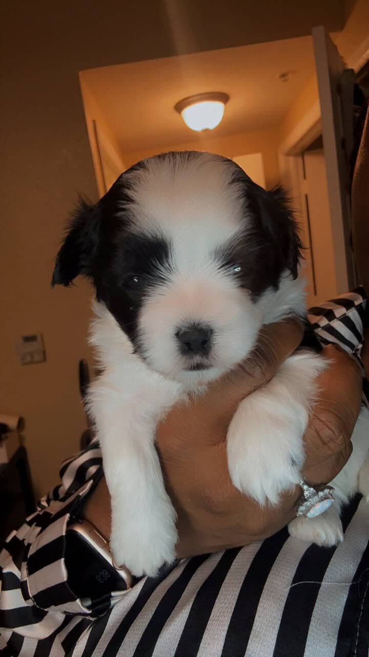Shihpoo/ maltipoo mix image 3