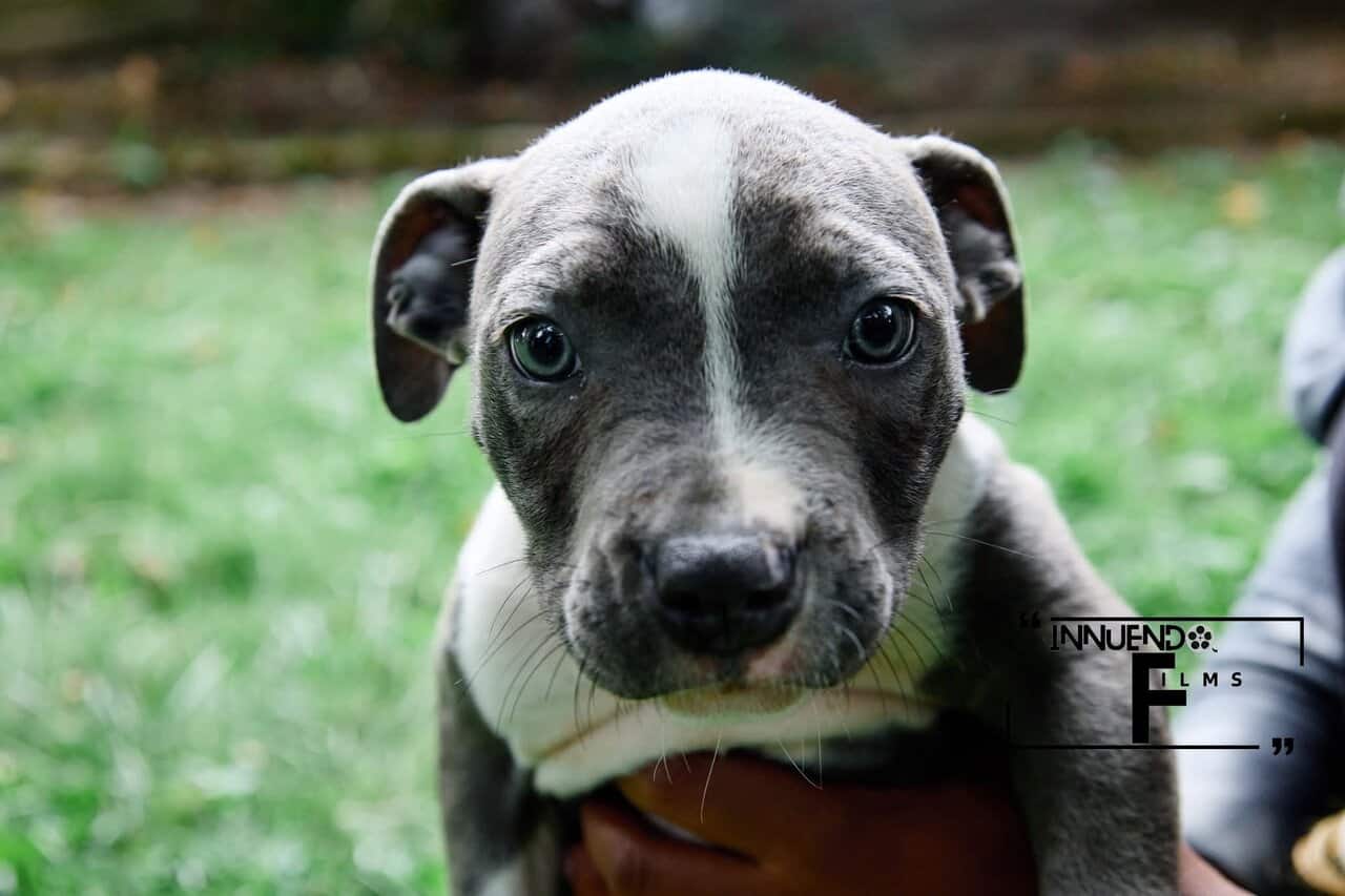 Little Azul image 1