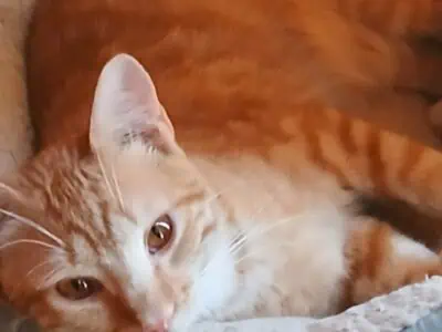 Orange Tabby Male 11mths Colorado