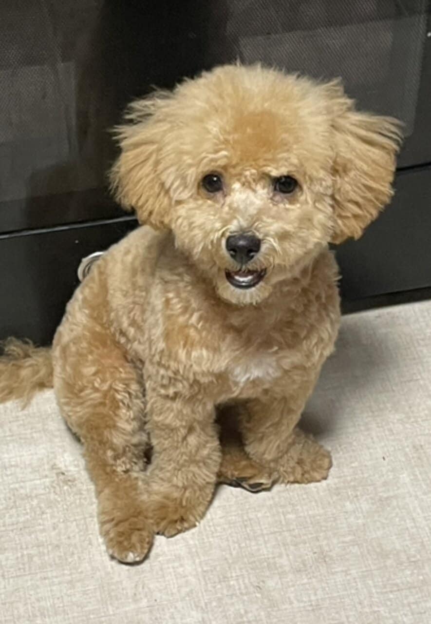 Poochon puppy image 1