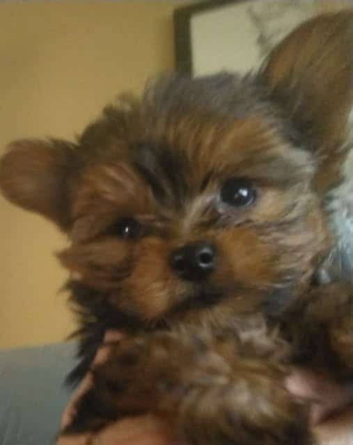 AKC REGISTERED YORKSHIRE PUPPIES image 3