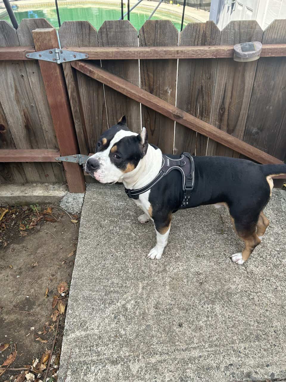 American Bully puppies 🐶 image 6