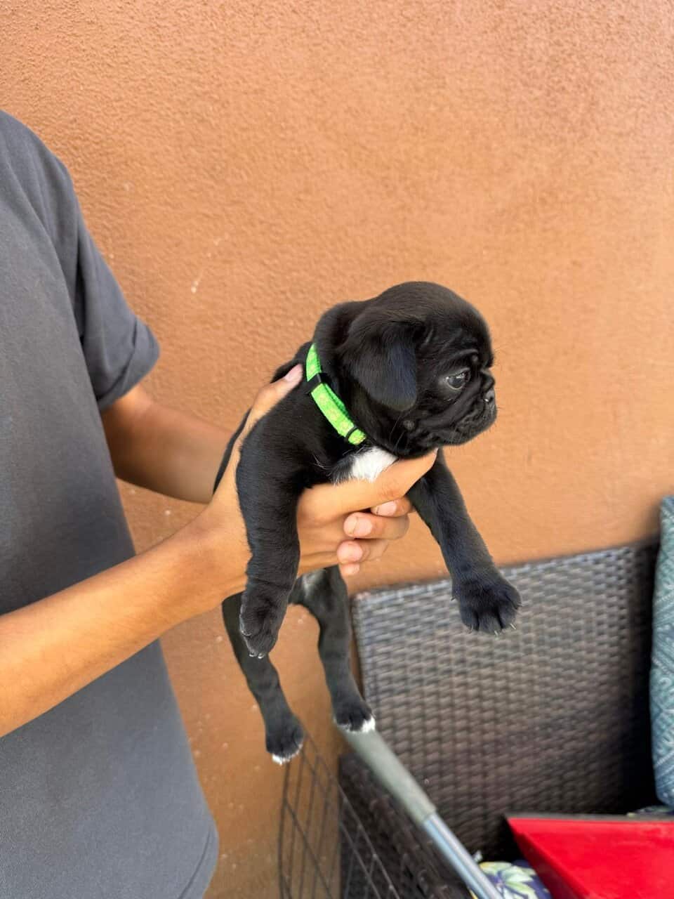 4 pug puppies image 7