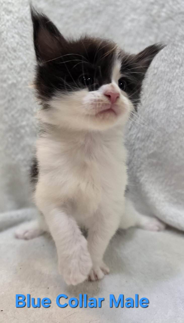 Maine Coon Kittens image 5