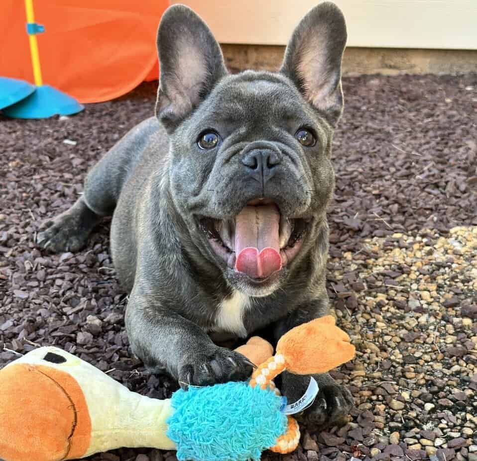 16 Week Old PROFESSIONALLY TRAINED French Bulldog image 1
