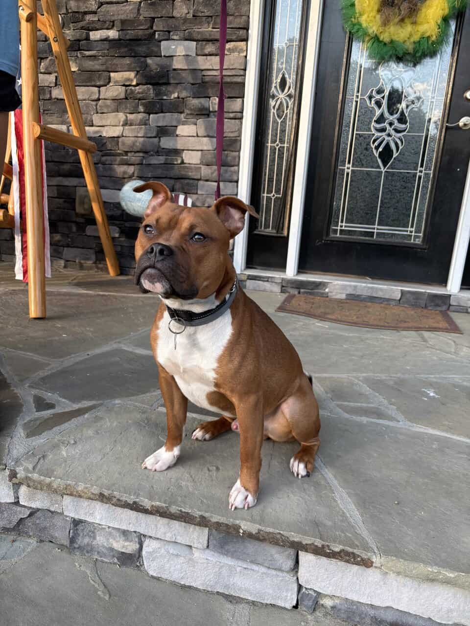 Boxer mix image 1