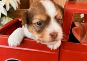 Captain Male Havanese