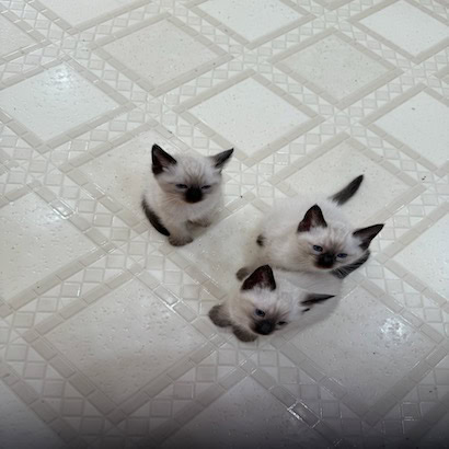 Full blood Siamese cat and kittens image 3