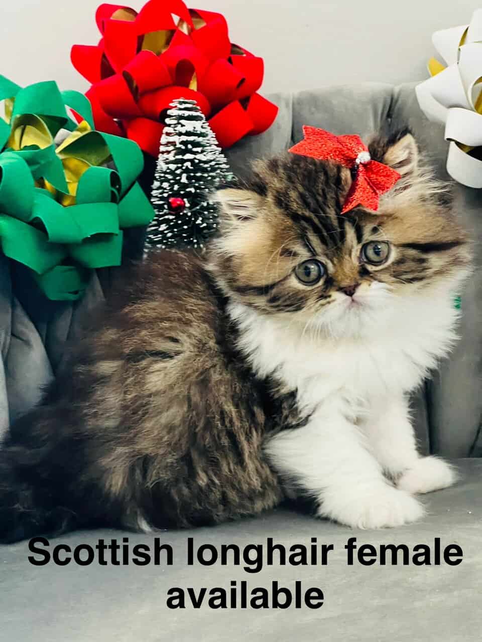 Scottish fold longhair image 1