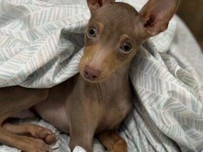 Min pin pure bred