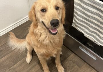 Golden Retriever 1.5 yrs