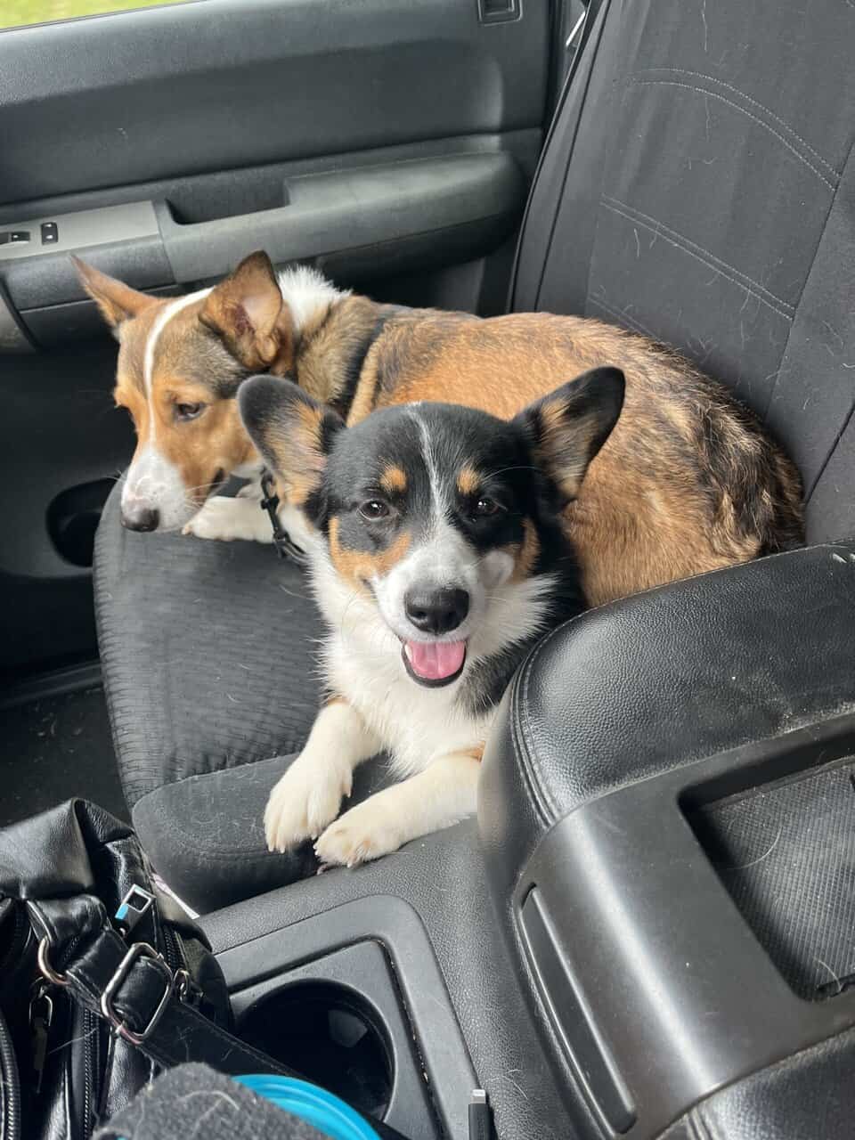 Pembroke Corgi Puppies image 7