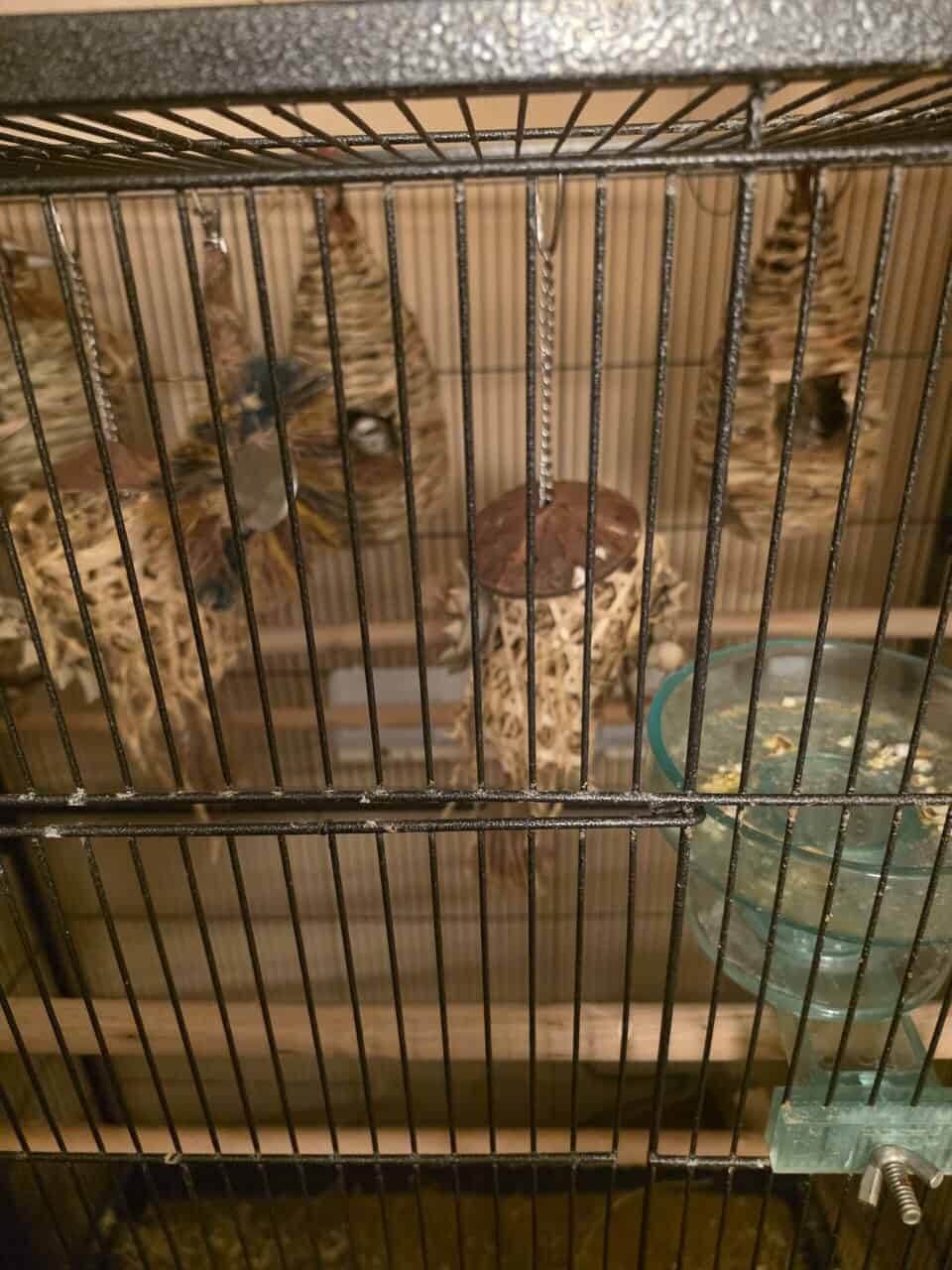 13 hand raised and bred society finches for sale image 3