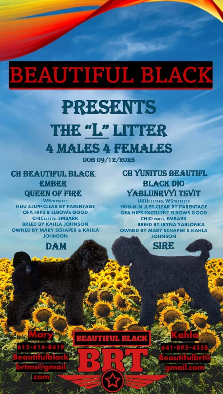 Beautiful Black BRT Litter "L" image 10