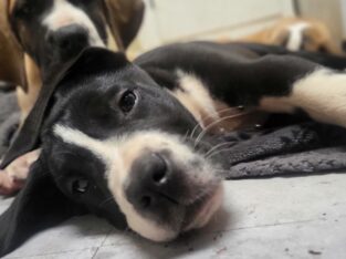 Saint Bernard x Great Dane Puppies