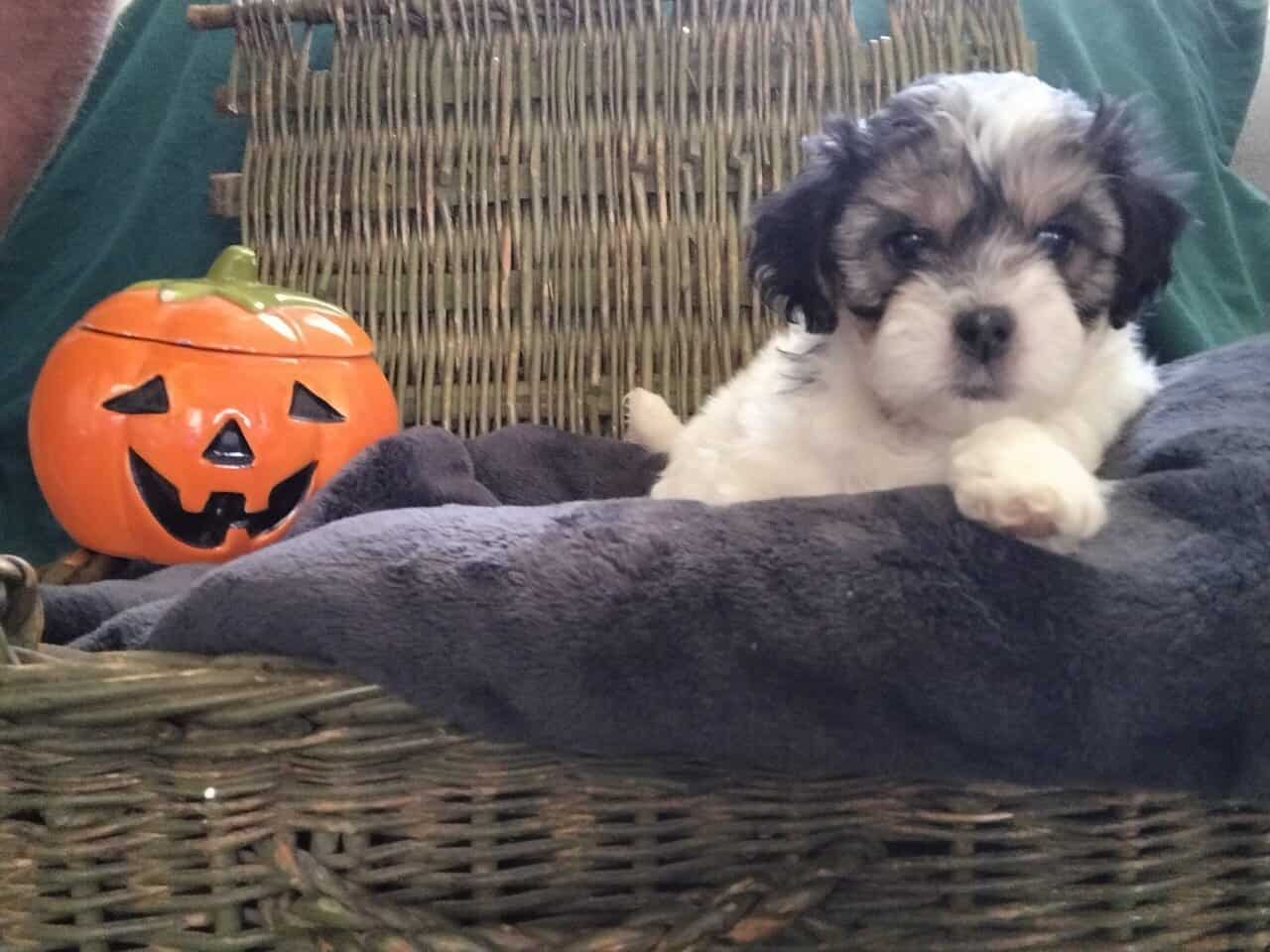 Shih Tzu Puppies image 2