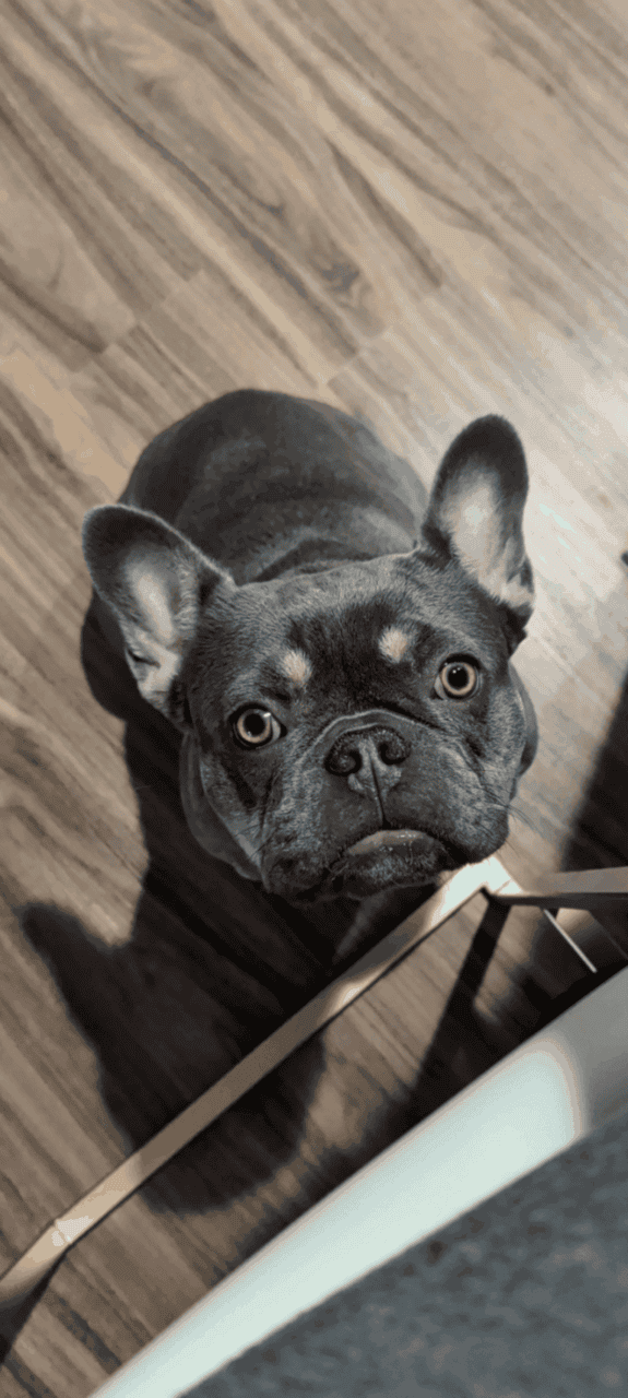French bulldog image 2