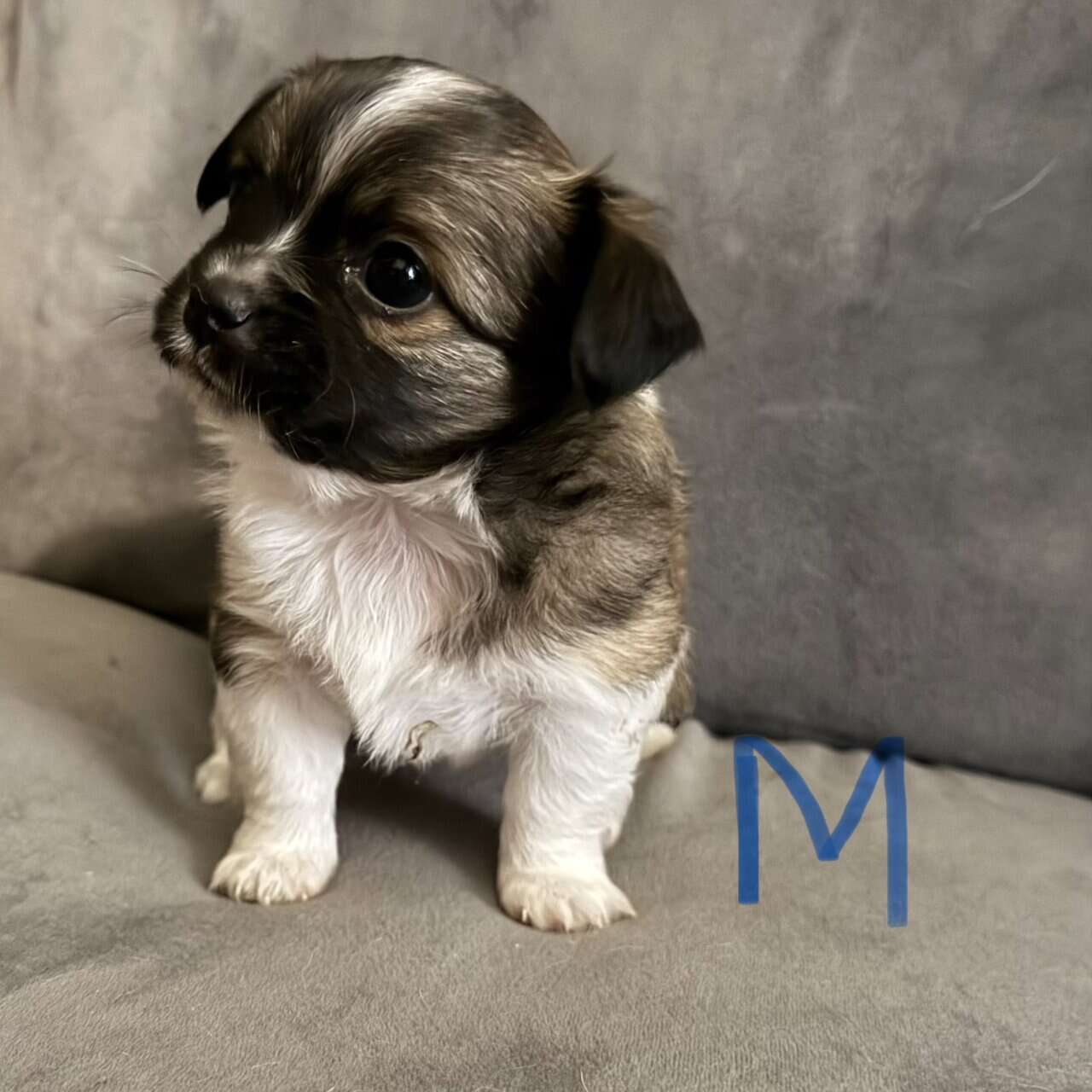 Long haired Chihuahua pups image 4