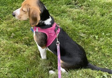 18 month old Beagle!