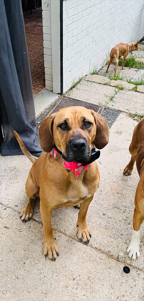 Gentle Giant Looking for a Loving Family image 1