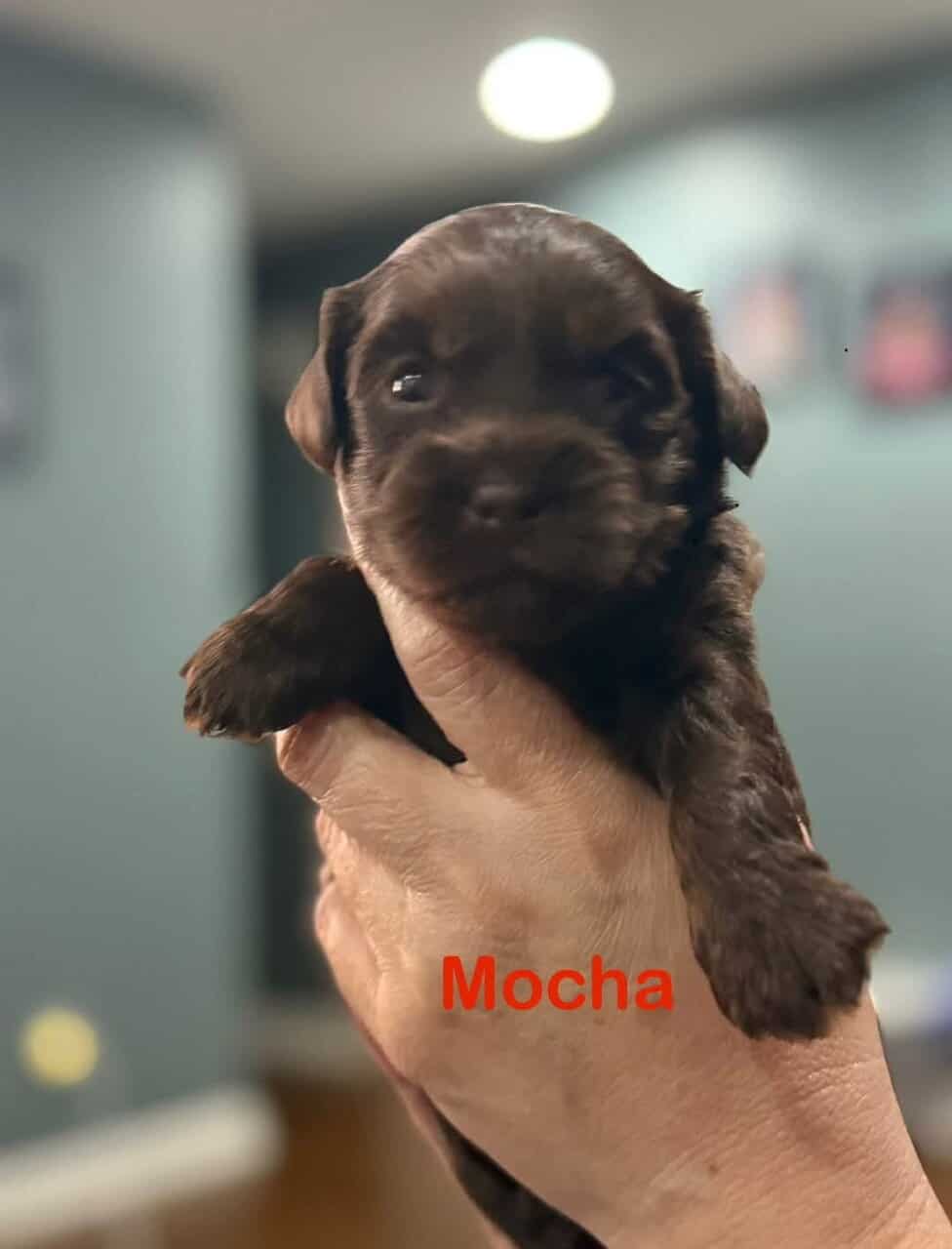 Golden doodle/Shih Tzu Miniature puppies image 5