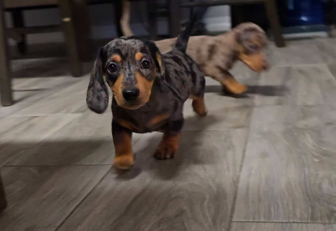Mini dachshund for sale image 7