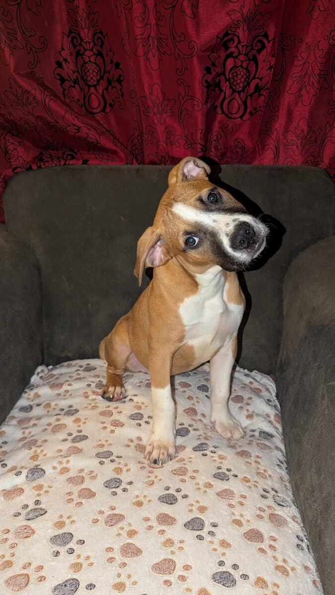 Puppies looking for fur-ever homes image 6
