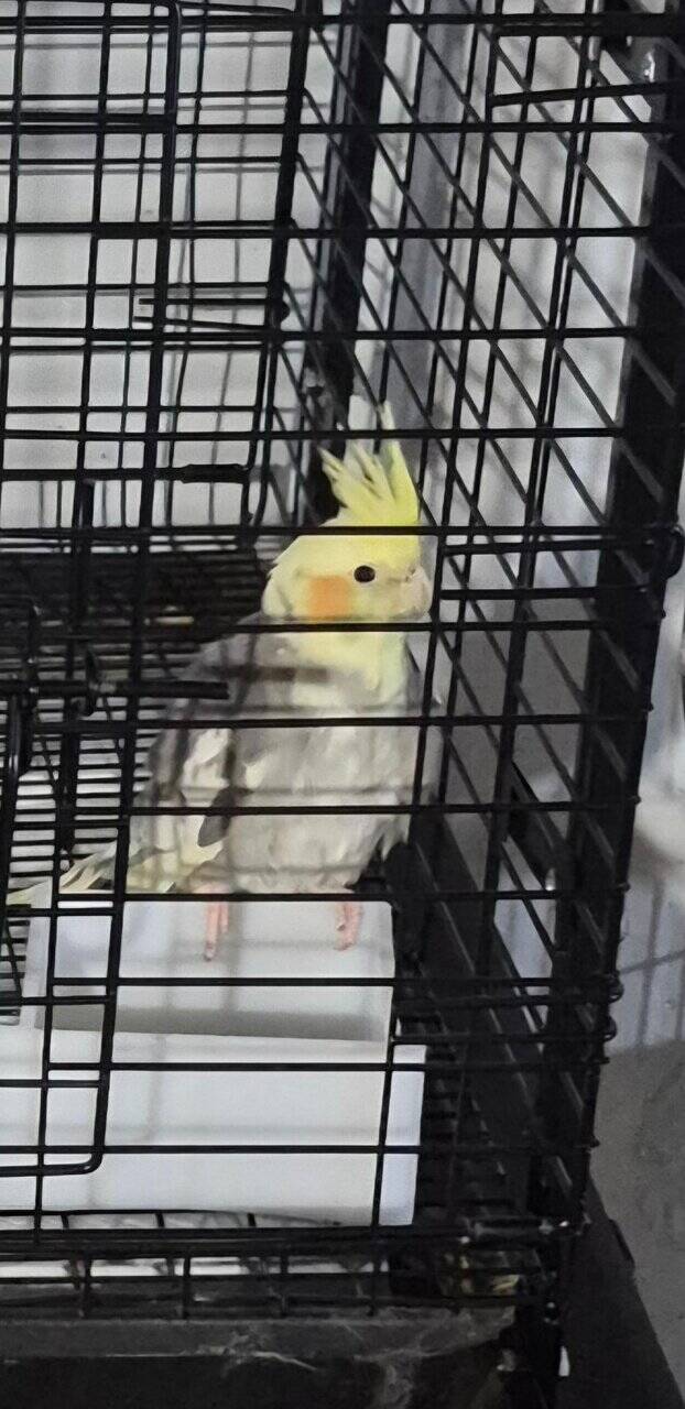 2 young Cockatiels image 1