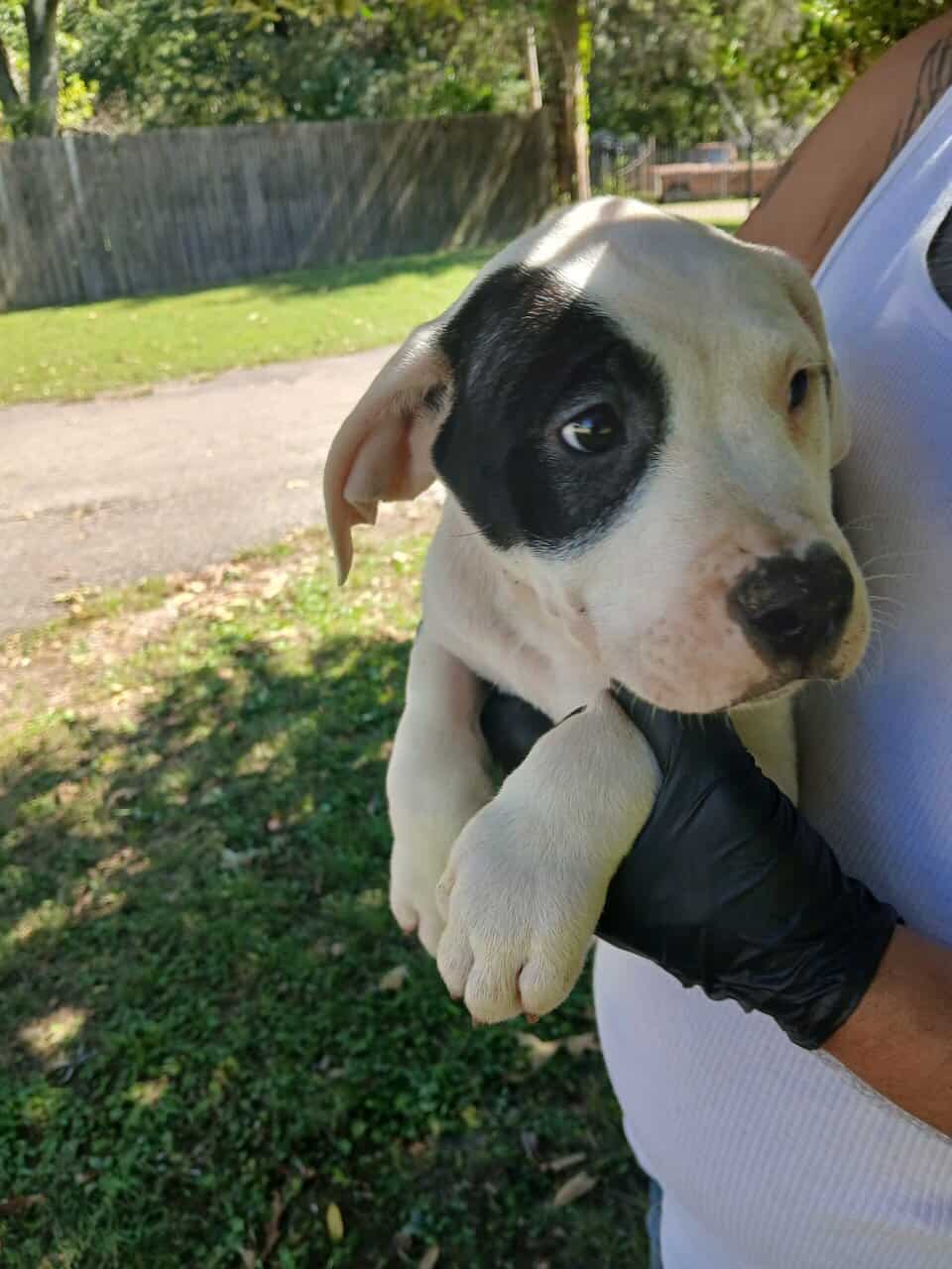 Hulk, American Pit Bull Terrier Puppy image 1