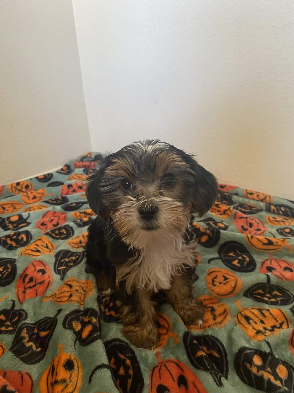 Yorkie puppy image 5