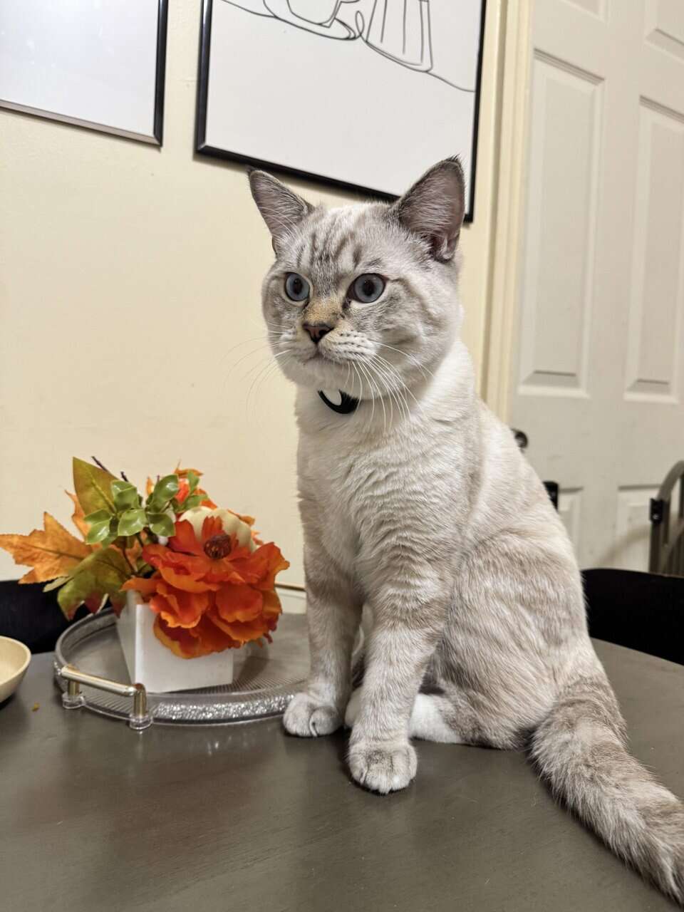 British shorthair blue eyes image 1