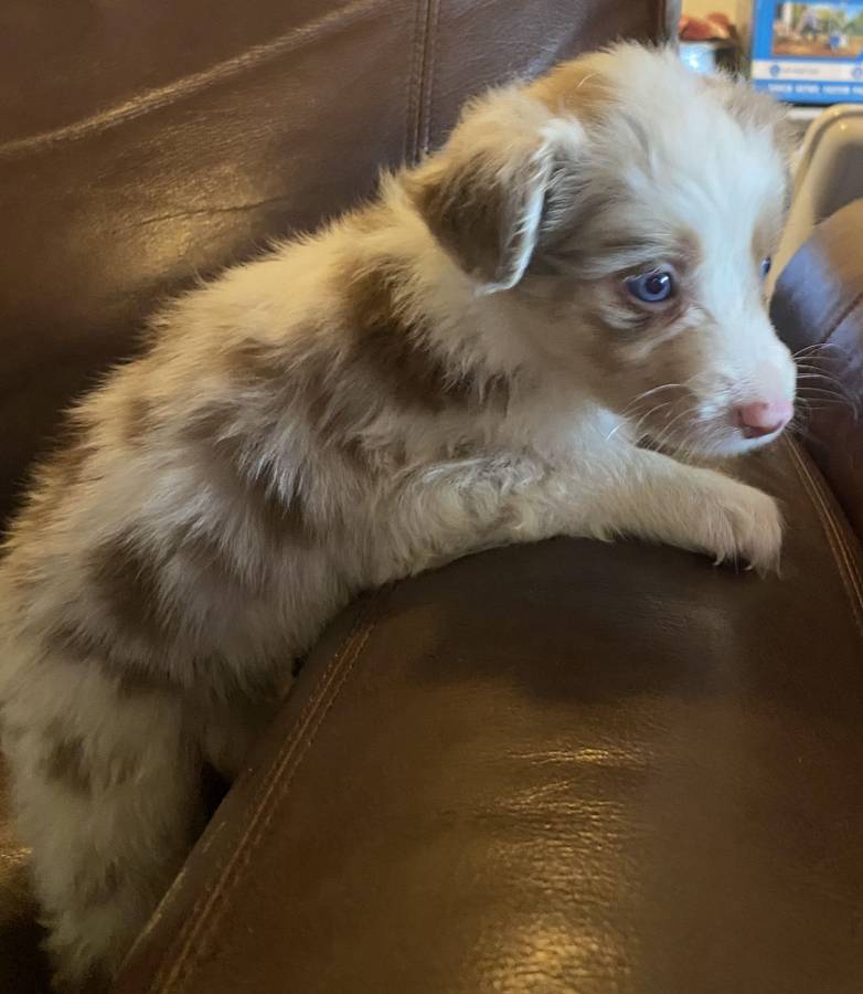 Australian Shepard puppies image 1