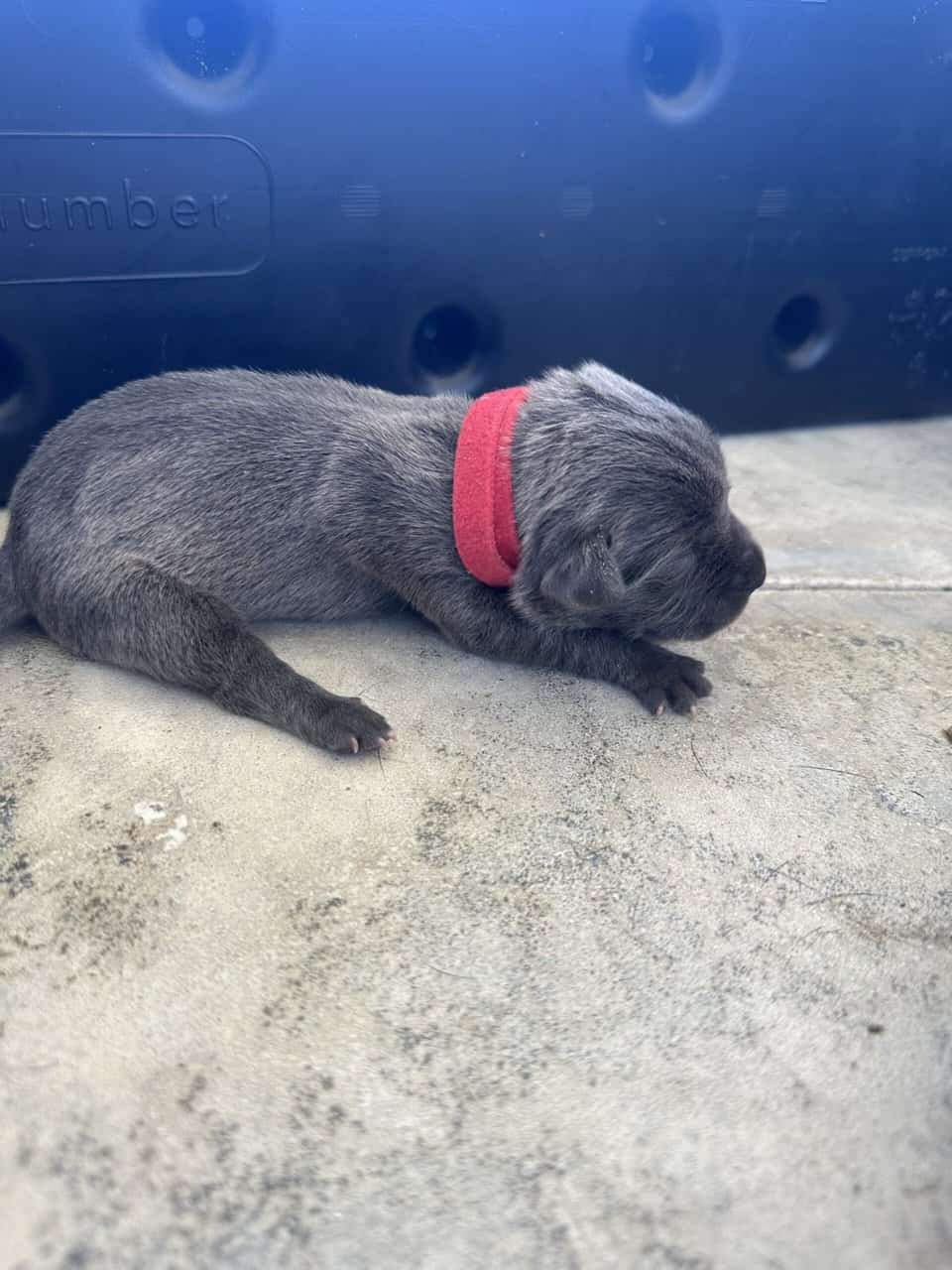 Cane Corso Mix image 3