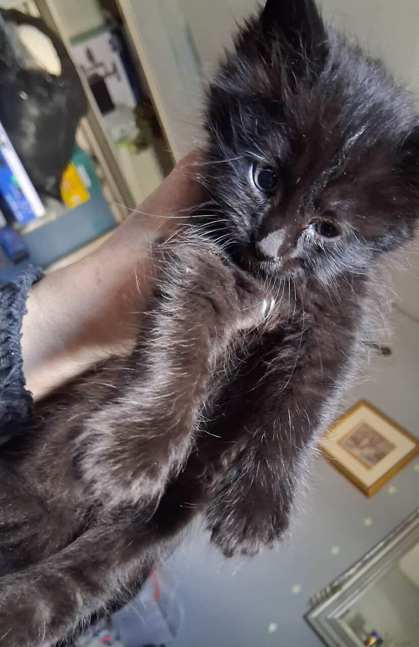 2 maine coon/norwegian forest cat mix kittens 6 wk image 10