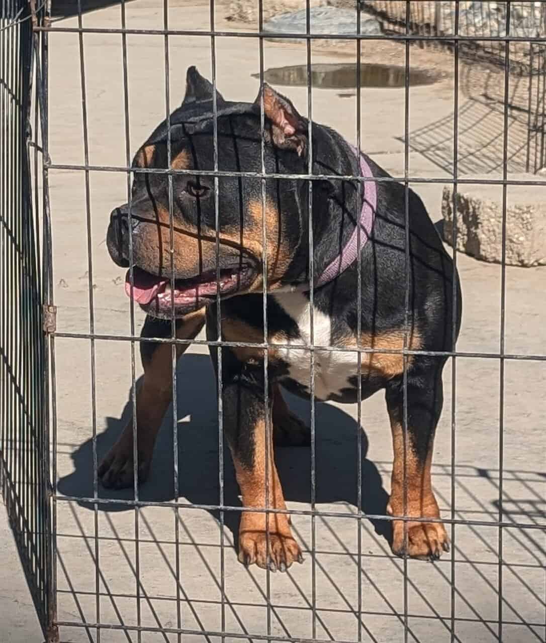Bully female image 1