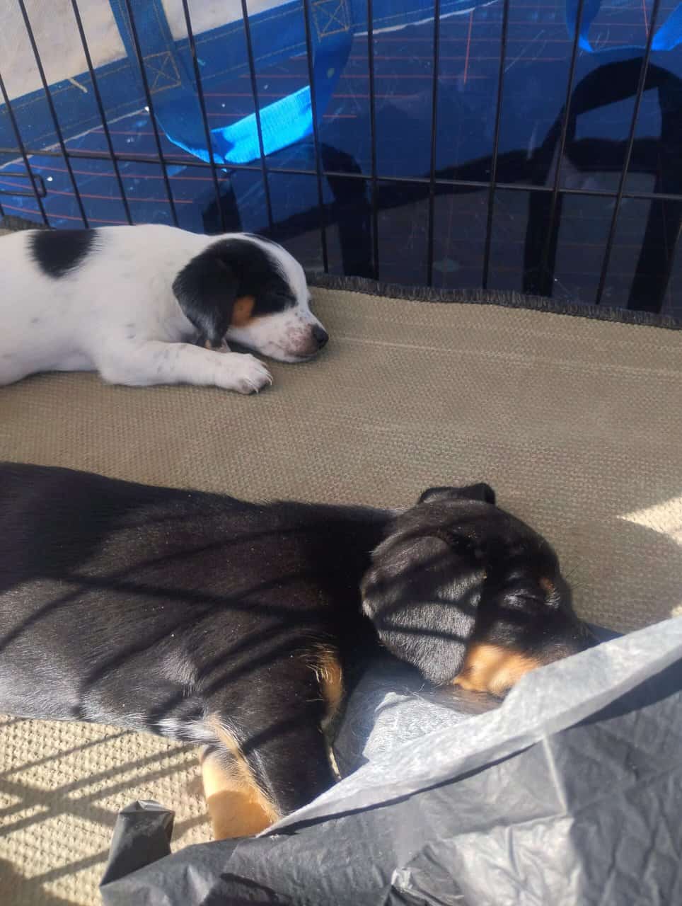 Lil 11 week old boy black and tan chiweenie image 4