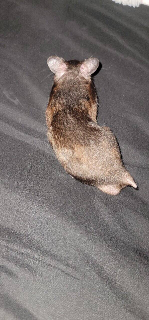 Hamster image 3