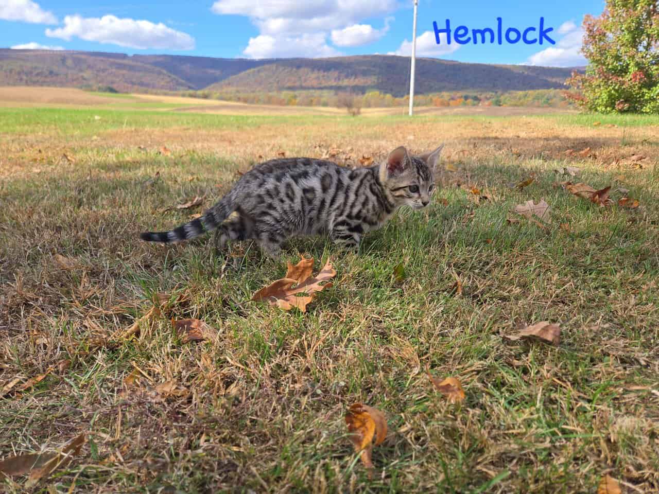 Hemlock image 5