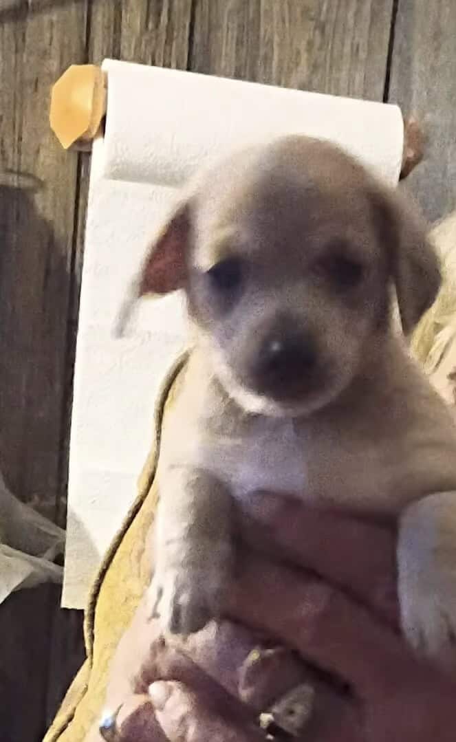 Cute puppies image 1