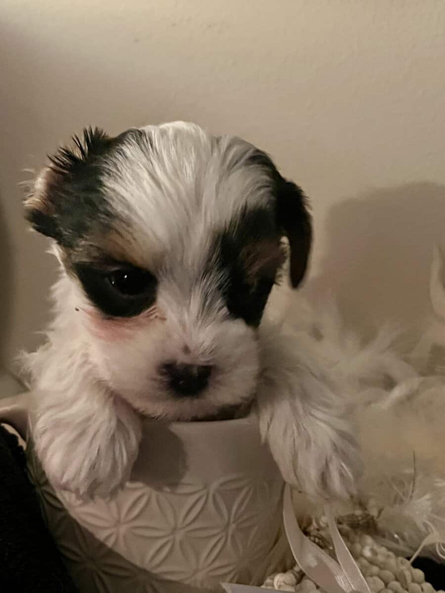 Parti Yorkie pups AKC and APR registered image 7