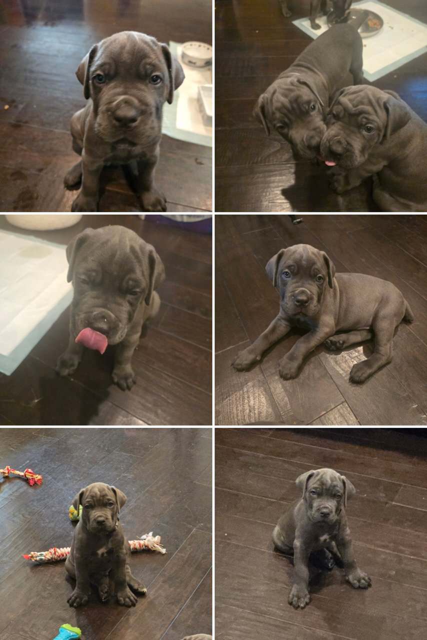 Cane corso puppies for sale image 7