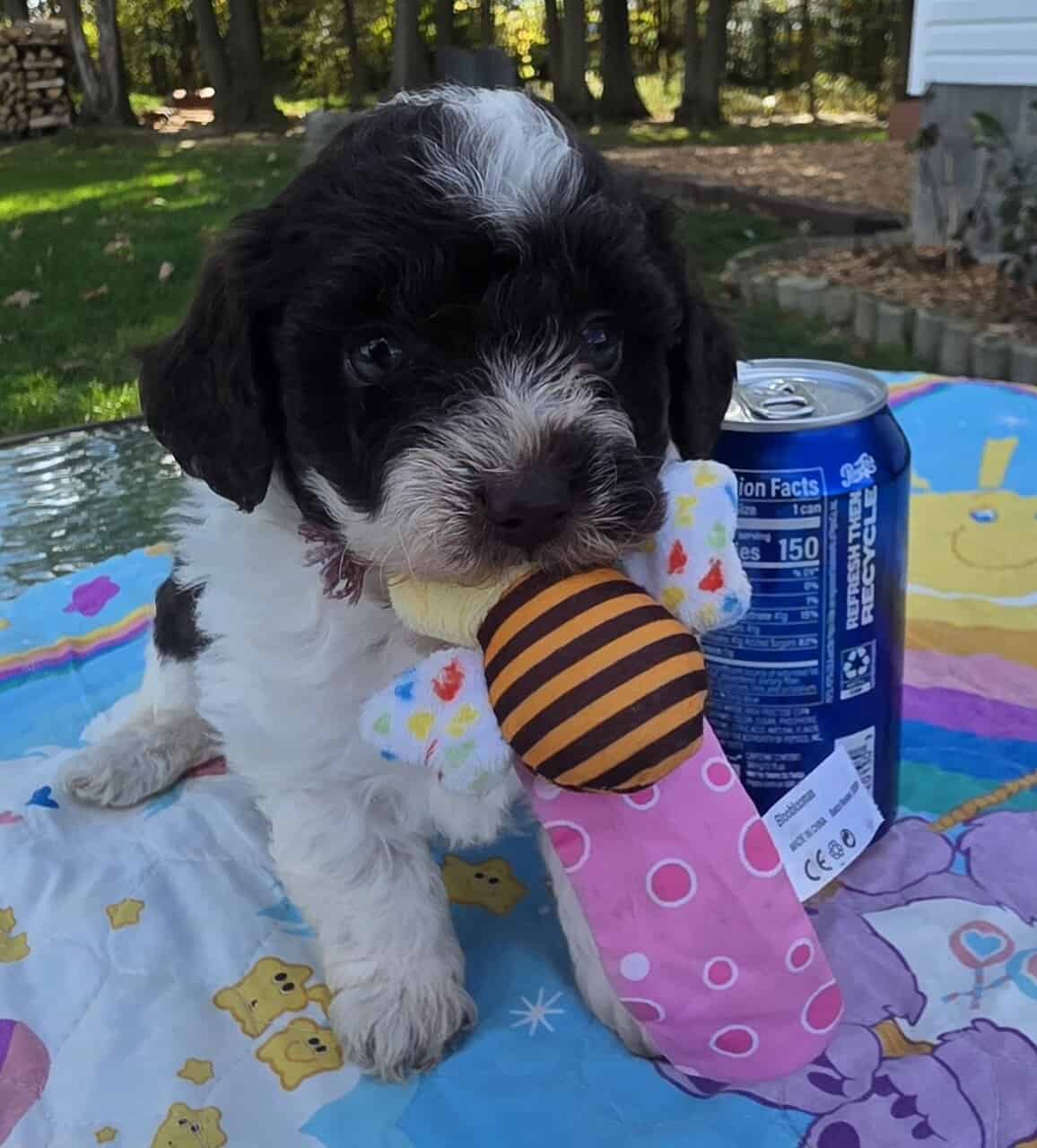 Toy poodle puppies image 1